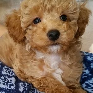 Meet your Posher, Cheryl